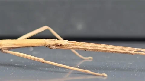 Extreme Macro Portrait of Stick Insect Head Vídeo Stock 340601958