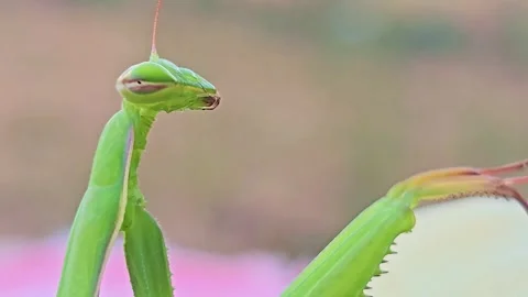 Extreme Macro of Praying Mantis Head and Raptorial Leg Video stock 344010275