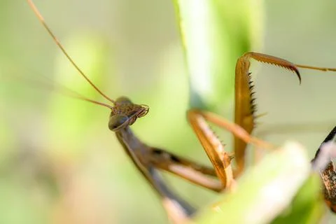 Extreme macro of praying mantis head and spiked legs Stock Photos