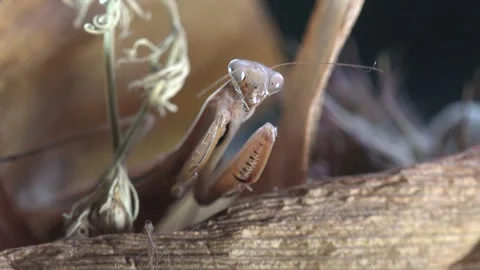 Extreme Macro of Praying Mantis Looking Directly at Camera Stock Footage 340464790