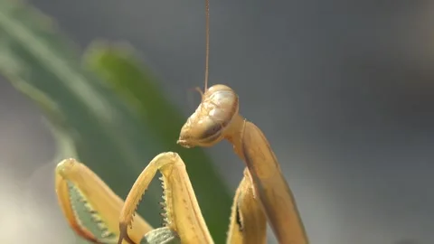 Extreme Macro of Praying Mantis Moving Head on Green Plant Stock Footage 340505361