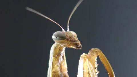 Extreme Macro of Praying Mantis Resting on Dry Plant Stem Stock Footage 340448406