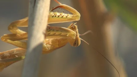 Extreme Macro of Praying Mantis Resting on Dry Plant Stem Stock Footage 340448424