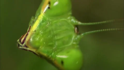 Extreme Macro of Praying Mantis Wing Texture, Green Scale Pattern, 4K Stock Footage 340695909
