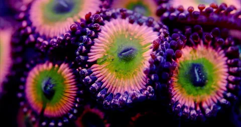 Extreme Macro of Rainbow Infusion Zoanthid soft coral polyp in a Saltwater Reef  Stock Footage 289317244