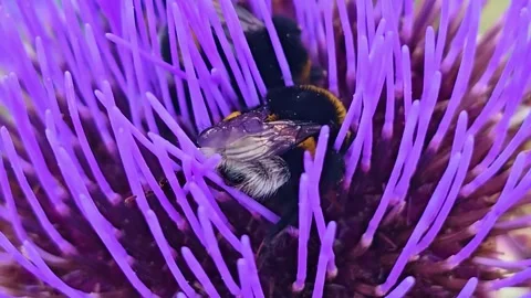 Extreme Macro Rear View of Bumblebee Foraging Inside Purple Artichoke Flower 스톡 동영상 340382270