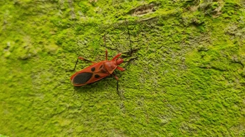 Extreme Macro of Red Cotton Strainer Bug on Mossy Tree Bark 库存影片 338381824