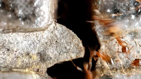 Extreme Macro of Reddish Brown Ants Crawling in Stone Crevice Stock Footage 345573549