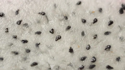 Extreme Macro Rotating White Dragon Fruit Pulp and Seeds Texture 4K Stock Footage 320616106