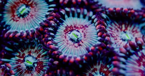 Extreme Macro of Seduction Zoanthid soft coral polyp in a Saltwater Reef Aquariu Stock Footage 289316791