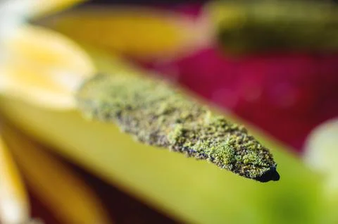 Extreme macro in shallow depth of field pollen wild tulip macro close-up Stock Photos