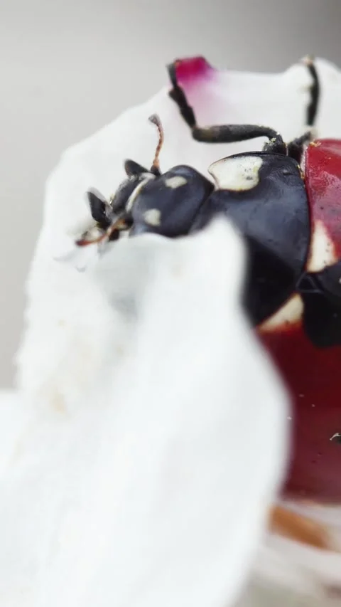 An extreme macro shot with a 9-16 aspect ratio, focusing on the intricate bo Stock-Footage 335185101