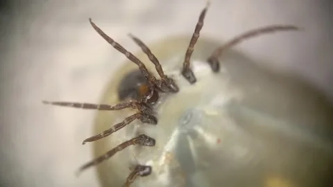 Extreme Macro Shot Of Alive Tick Full of Blood Stock Footage 276082339