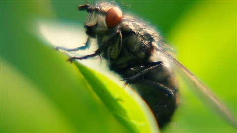 Extreme macro shot of fly insect on green leaf. Super slow motion. Vídeos de archivo 123427745