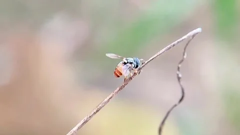 Extreme macro shot of a fruit fly perched on a dry twig with blurred green backg 動画素材 321067400