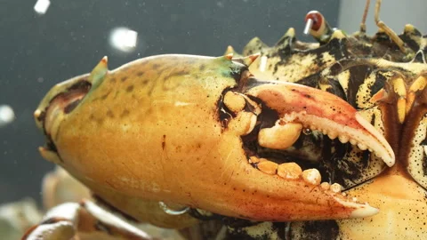 Extreme Macro Shot of Live Mud Crab Claw (Pincer) Detail Stock Footage 320930085