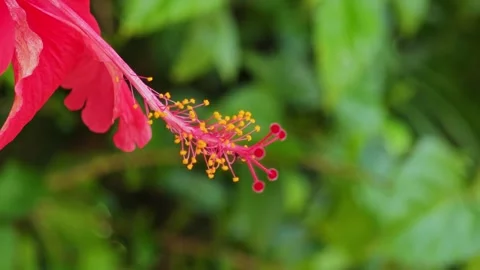 Extreme macro shot of a red hibiscus stamen with yellow pollen. Stock Footage 340508047