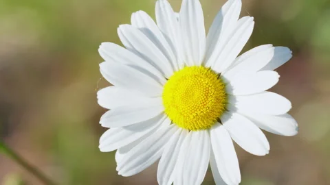 Extreme Macro Shot of a Single White Daisy Flower in the Wind 動画素材 338185482