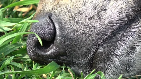 Extreme macro shot of a sleeping dog nose lying on green grass Video stock 342741155