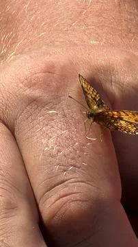 Extreme macro shot of a tiny orange butterfly resting on the skin of a human Stock Photos