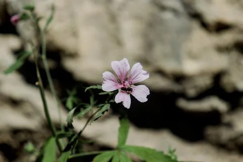 Extreme macro shot of a tiny purple flower with delicate petals and morning dew Foto stock