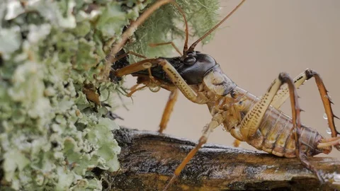 Extreme macro shot of tree weta after rain in New Zealand Stock Footage 102726476
