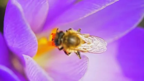 Extreme macro shot of wild bee collecting pollen of purple flower in garden,4K Stock Footage 288010297