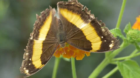Extreme macro of showing beautiful pattern of monarch butterfly wings in Stock Footage 162954781