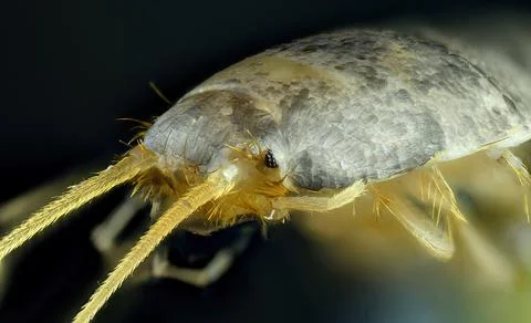 Extreme Macro of Silverfish Head, Lepisma saccharinum, Detailed Insect Anatom Stock-Fotos