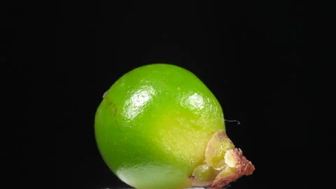 Extreme Macro Single Fresh Green Peppercorn Black Background Video stock 331191115