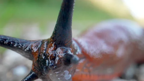 Extreme macro of slick red Slug(Arion Rufus) in super slow motion outdoors Stock Footage 163486510