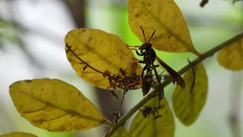 Extreme macro slow motion 4K potter wasp on plum leaf in Ica Peru 스톡 동영상 348118660