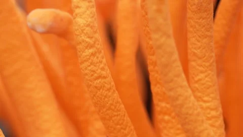 Extreme Macro Slow Zoom Orange Cordyceps Mushroom Stem Texture Vídeos de archivo 330773207
