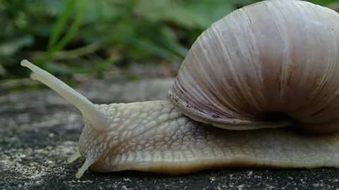 Extreme macro snail video while moving on the ground. helix pomatia snail Stock Footage 144385417