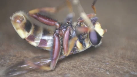 Extreme macro, a stinging insect on his back after bug spray use repellent Stock Footage 147285073