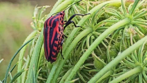 Extreme Macro of Striped Shield Bug Climbing on Flower Stock Footage 317074687