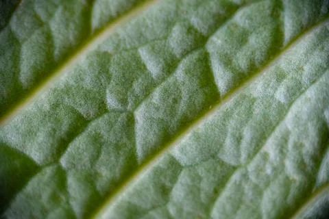 Extreme macro texture of leaf veins and celular structure Stock Photos