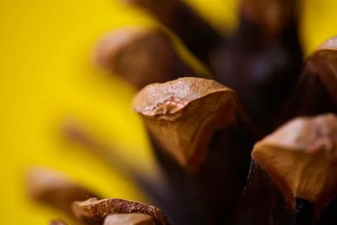 Extreme macro texture of pine cone scales with shallow depth of field, abstra Stock Photos