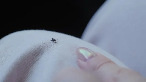 Extreme Macro of Tick Crawling on Fabric Showing Hidden Disease Risk Video stock 337930542