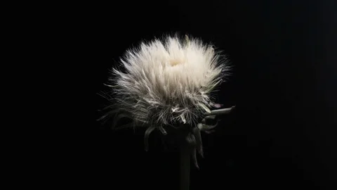 Extreme macro timelapse, dry dandelion open up on black background Stock Footage 128348329