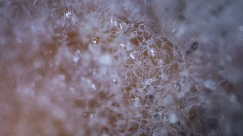 Extreme macro timelapse footage of dense organic fiber network resembling... Vidéo 342731523