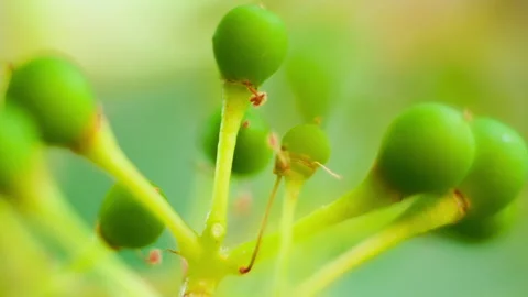 Extreme Macro of Tiny Berries During the Grape's Lifecycle in Vinery, clip 1 Stock Footage 137274064