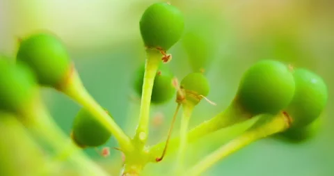 Extreme Macro of Tiny Berries During the Grape's Lifecycle in Vinery, clip 1 Stock Footage 137274242