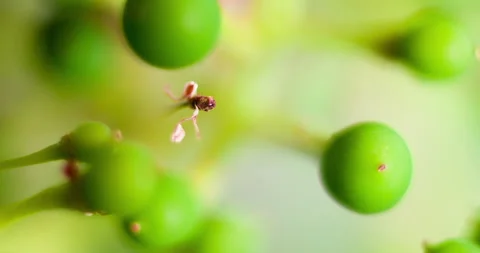 Extreme Macro of Tiny Berries During the Grape's Lifecycle in Vinery, clip 2 Stock Footage 137274309