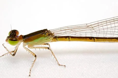 Extreme Macro Of A Tiny Dragonfly Stock Photos
