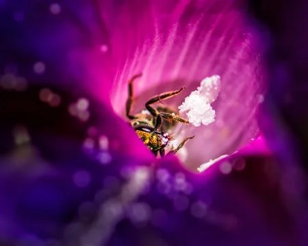 Extreme macro of a tiny metallic green bee collecting pollen 스톡 사진
