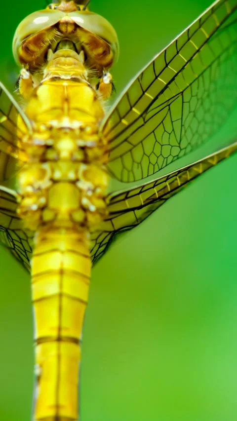 Extreme macro top view of a yellow dragonfly resting Stock Footage 322515496