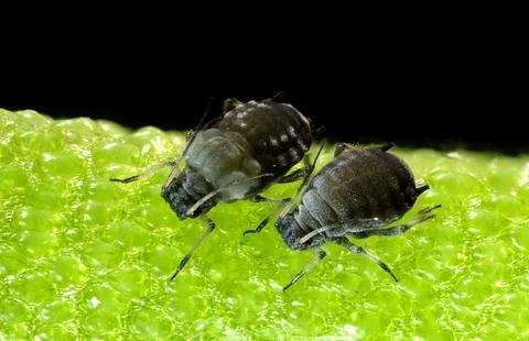 Extreme Macro of Two Aphids on Vibrant Green Surface Stock Photos