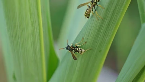 Extreme macro of two wasps communicating on corn leaf Stock Footage 342263907