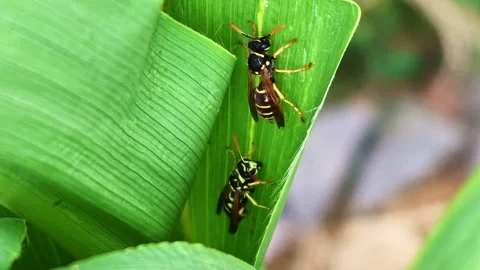 Extreme macro of two wasps resting on corn leaf Stock Footage 342263922